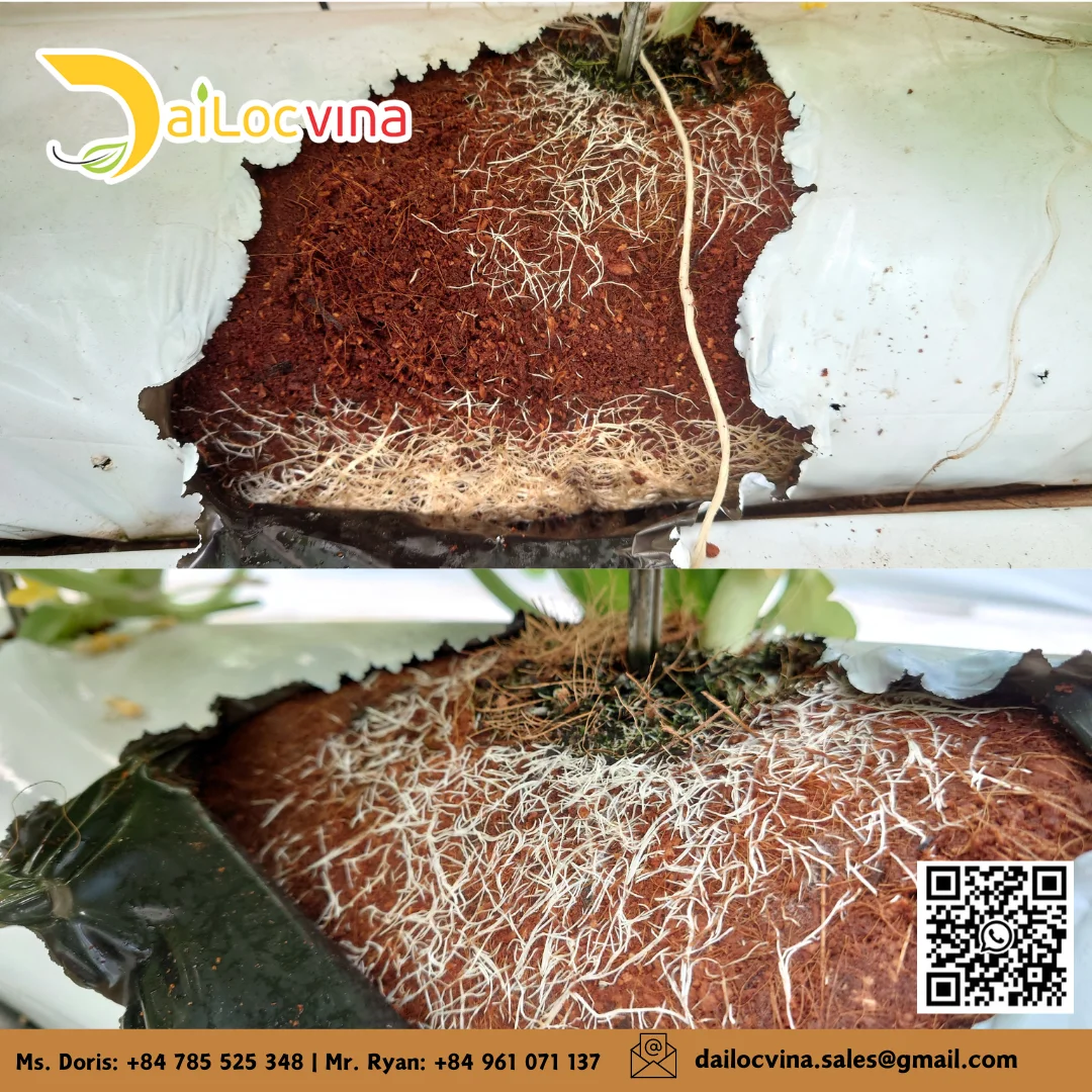 COCO PEAT GROW BAG SLABS FOR MODERN FARMING EFFICIENT AND ECO-FRIENDLY