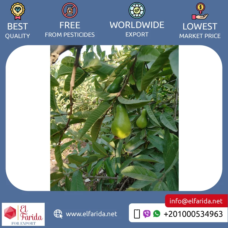 Best Buy Wholesale Quantity Supply Original Delicious Sweet Taste Seedless Fresh Fruit Guava from Egypt Origin Exporter