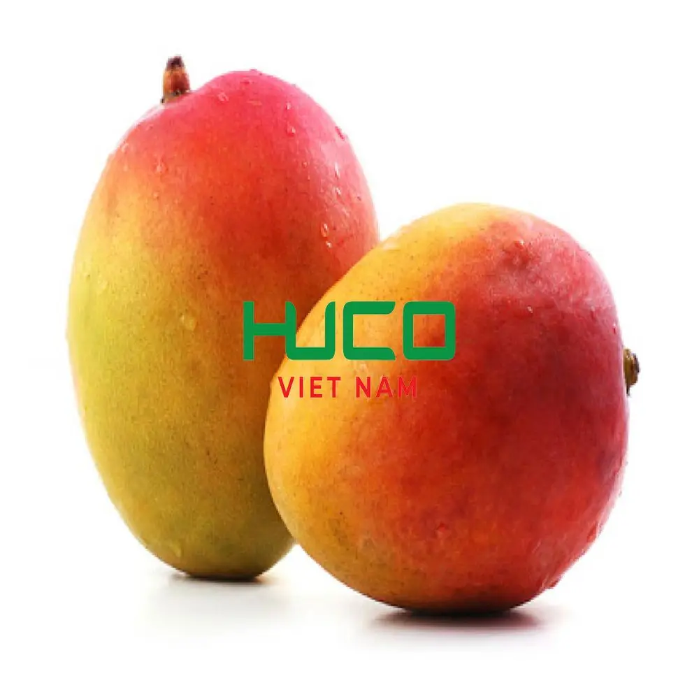 HOT High Quality Cheap Price Fresh Mango Fruit Exporter from Vietnam