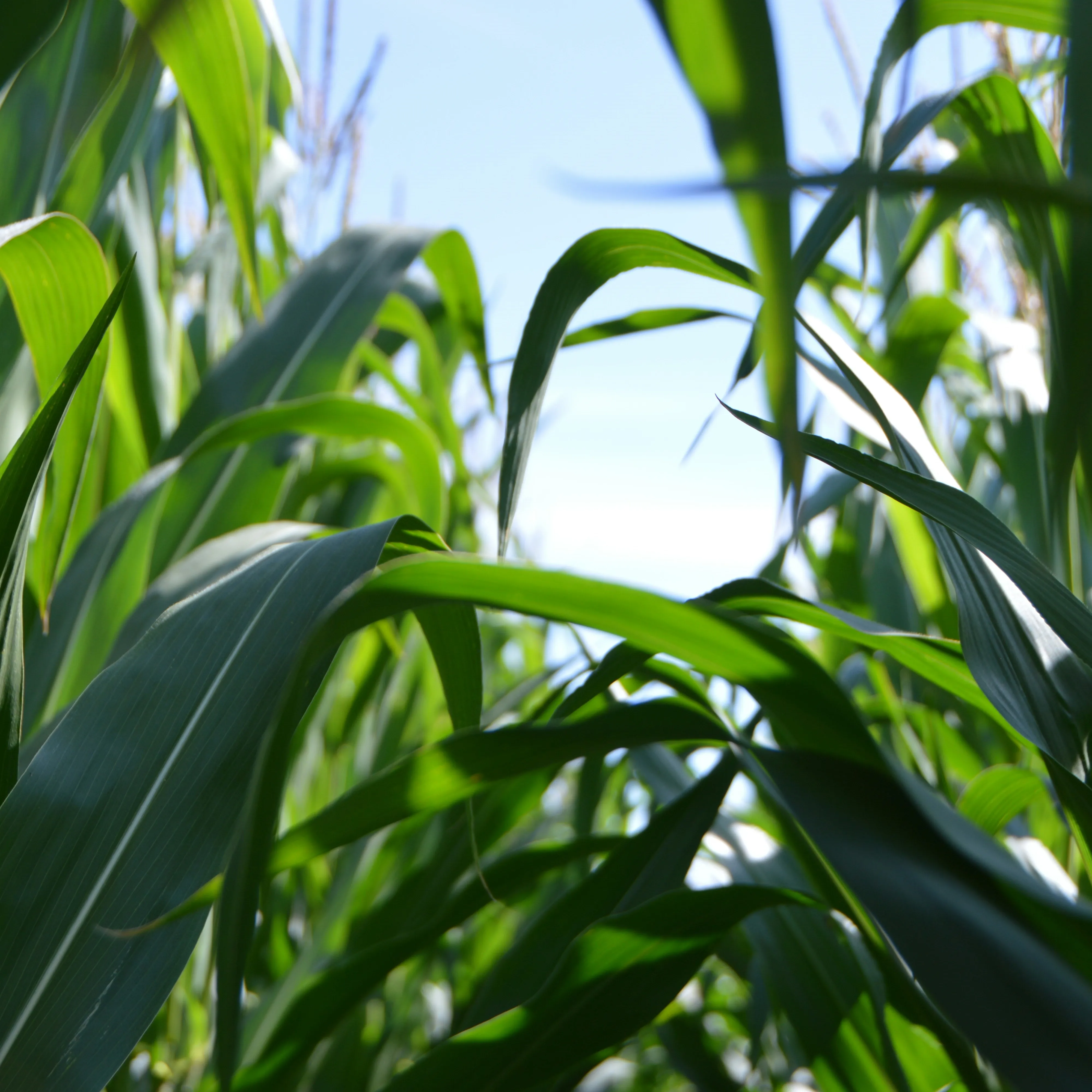 2024 best animal feed corn silage 100% organic natural food for cattle improve the blood circulation for animals