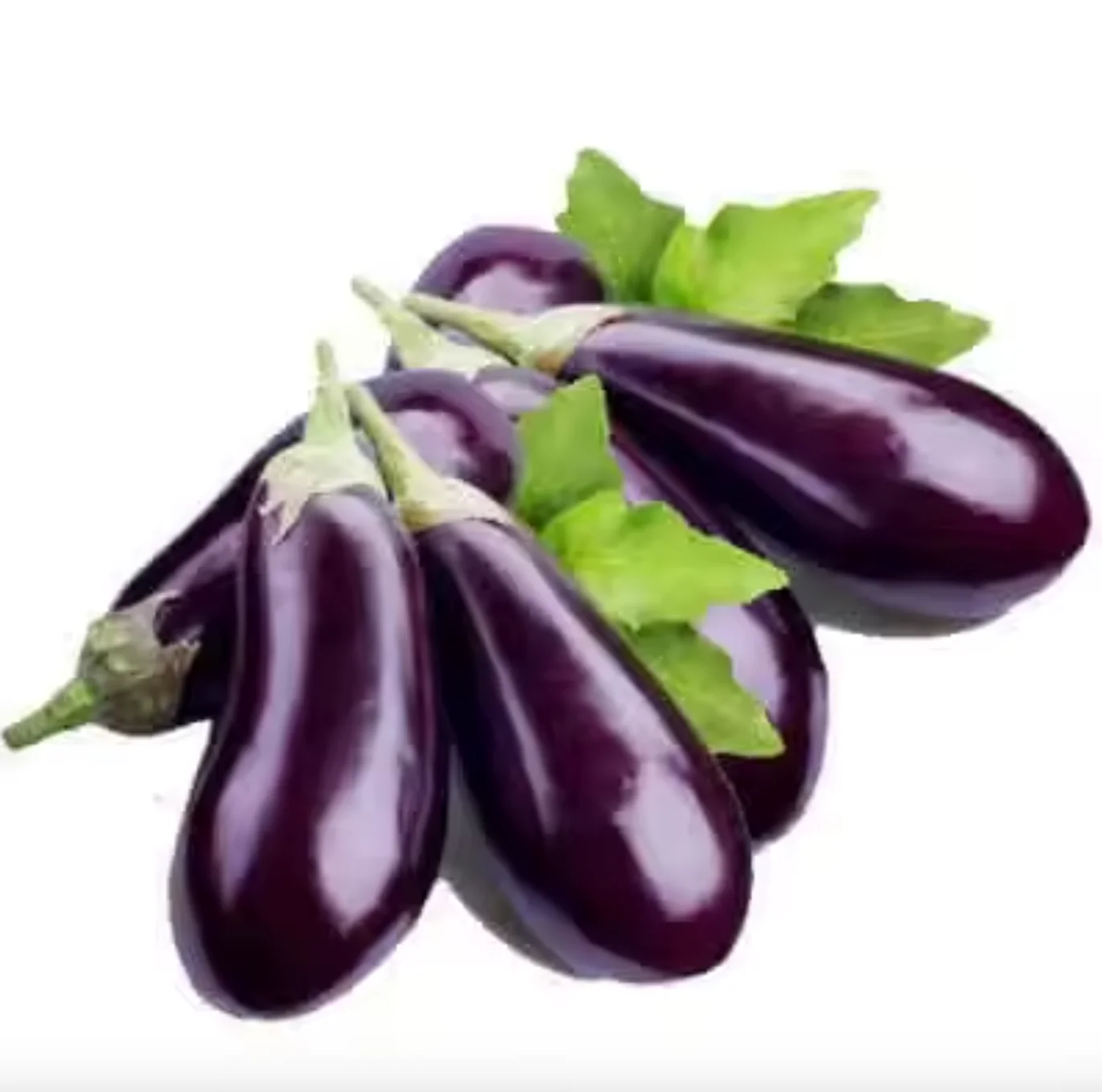 Wholesale Fresh Purple Eggplant