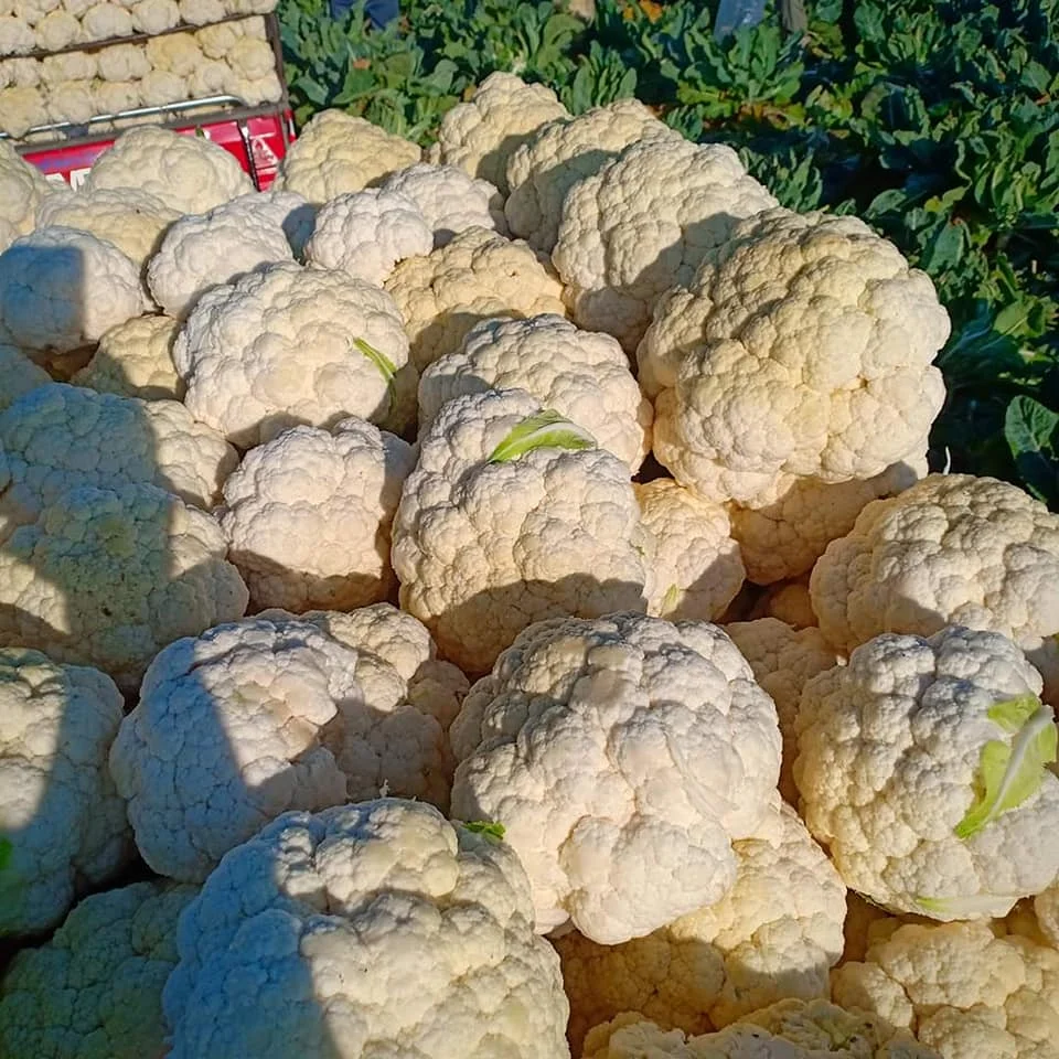 Китайская свежая капуста, рыночная цена, белая капуста, свежие овощи высокого качества