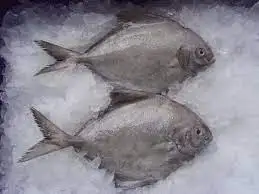 Frozen Black Pomfret/Vietnam Pomfret Fish