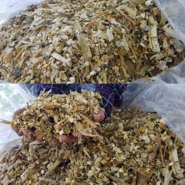 High Quality Corn Silage For Animal Feed Cheap Price Corn Feed for Cows, Goats, Sheep, Hor Available in Large Quantity