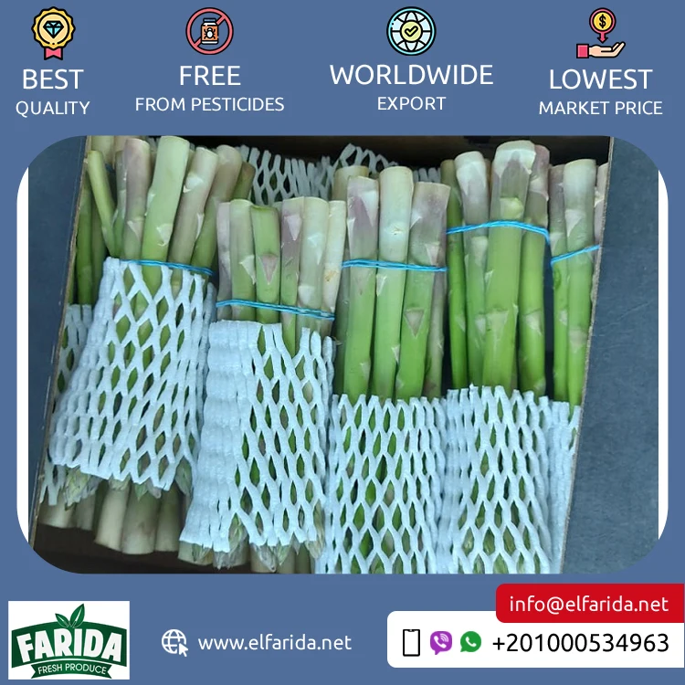Supplier and Exporter of Hot Selling Premium Quality 100% Natural Green Fresh Vegetables Asparagus from Egypt at Bulk Price