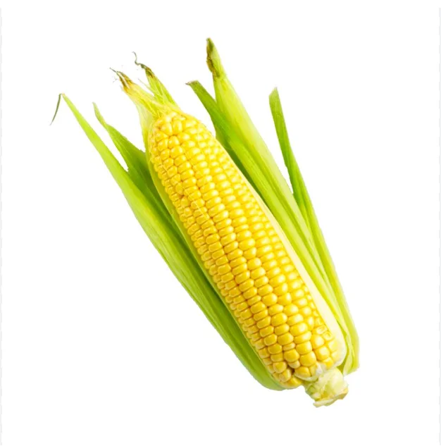 In Stock Fresh Organic Yellow Corn Maize Best Price Buy Bulk 50 kg Sweet Corn Seed Fast Delivery Available Now