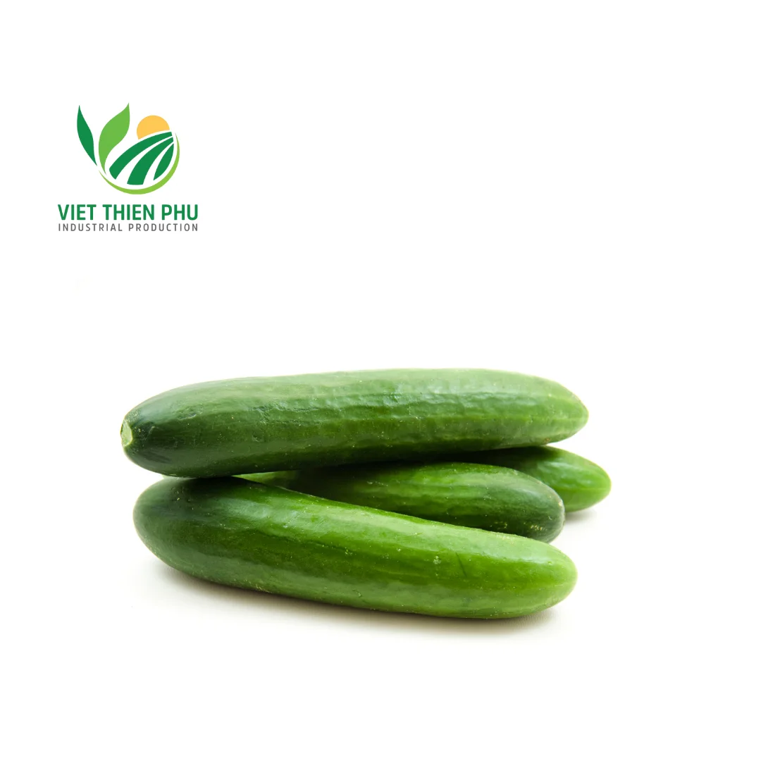 BEST PRICE WITH CUCUMBER WITH 100% NATURAL FROM VIETNAM, AVAILABLE FOR EXPORT