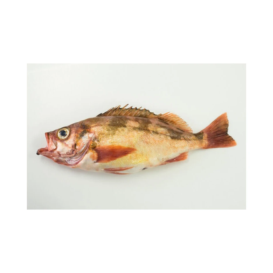 Hot Selling Price Fresh ROCK FISH MEBARU NITSUKE Seafood Fish in Bulk