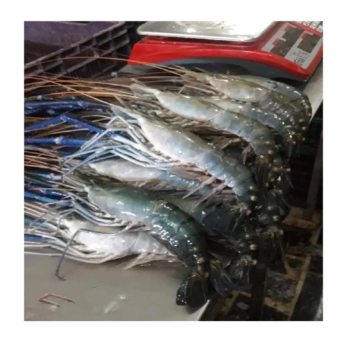 Black Tiger Shrimp Fresh 100% High Quality Export