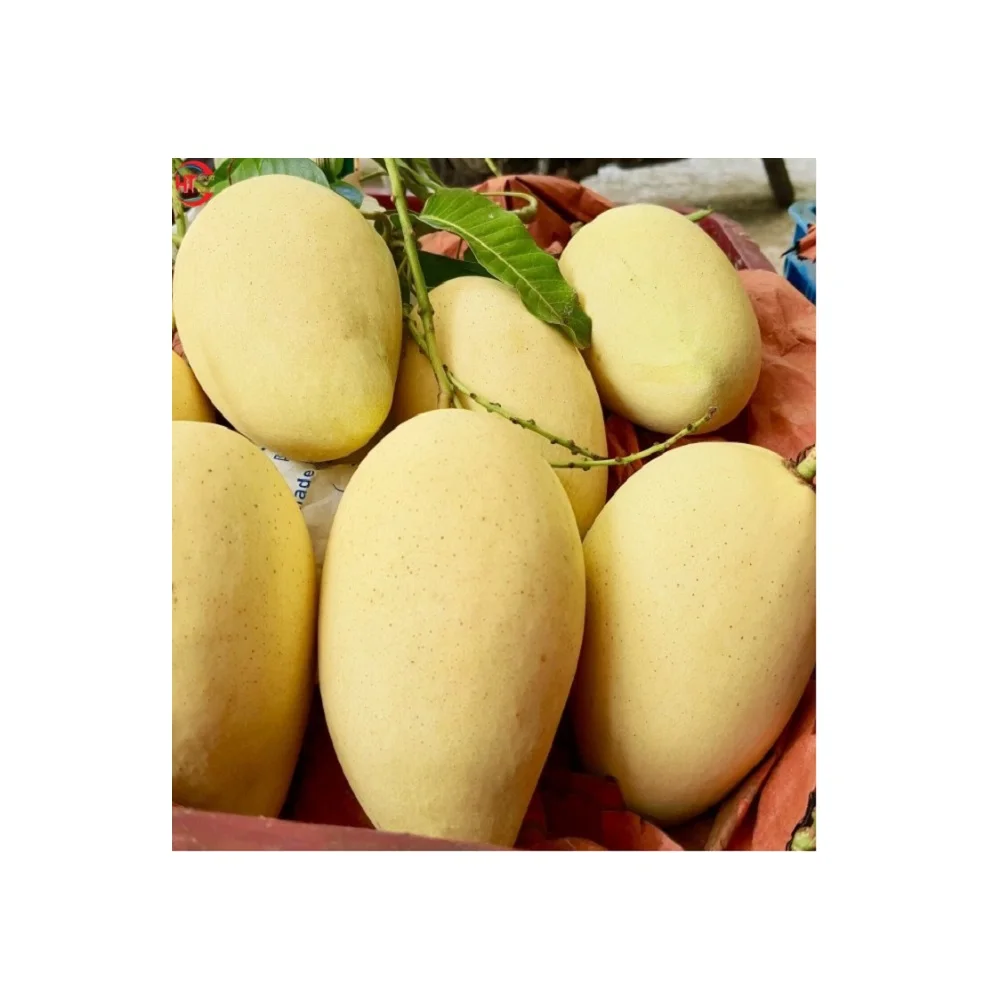 Fresh Fruit Export Organic Cultivation Ripe Maturity Natural Sweet Taste Hoa Loc Mango From Vietnam Brand