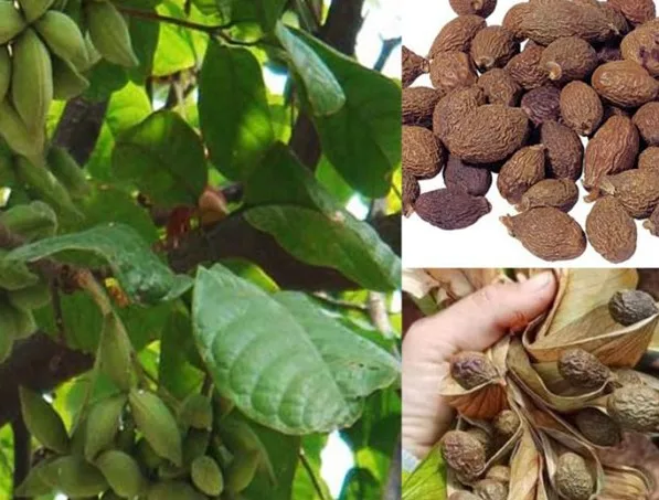 Taiwan Sweet Gum improves digestion good health beauty high profit