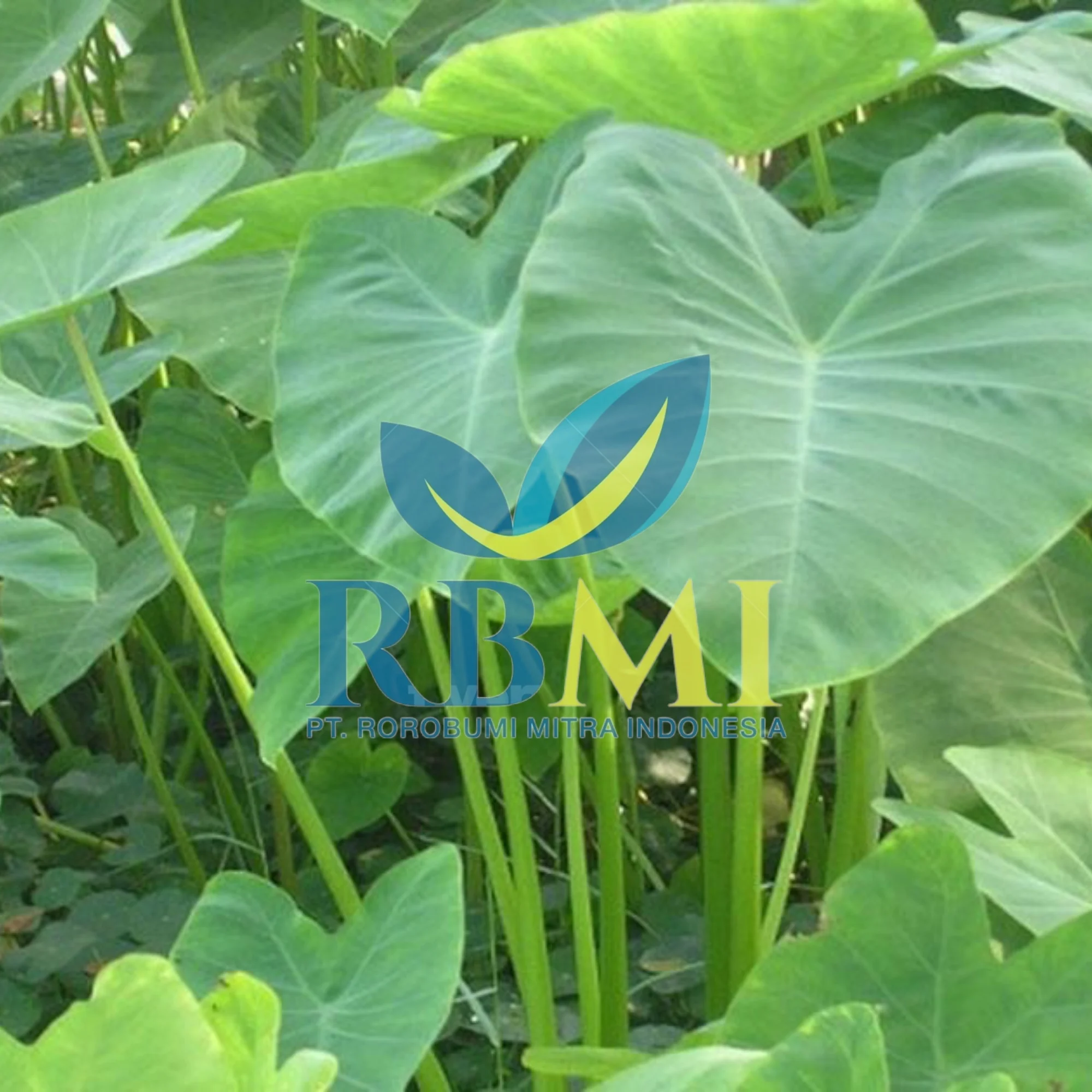 Supplier Taro leaves Graviola Leaf FROM Indonesia WITH PREMIUM QUALITY AND COMPETITIVE PRICE