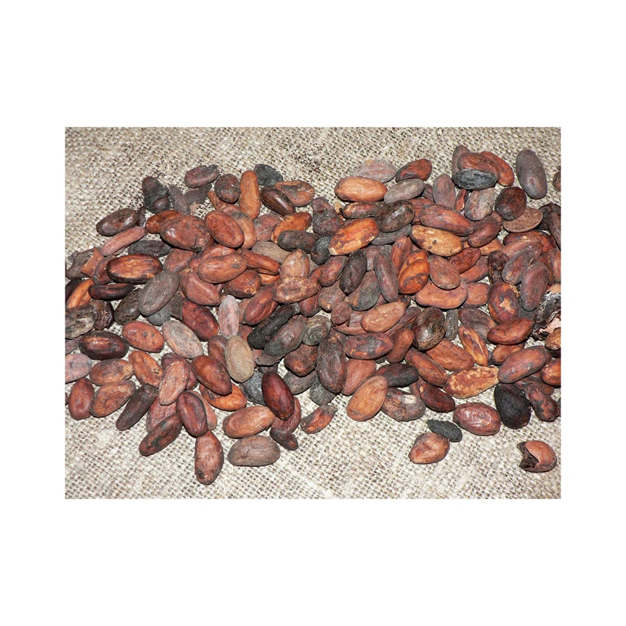 Bake material Natural wholesale price dried Raw Cocoa Beans coco bean for sale