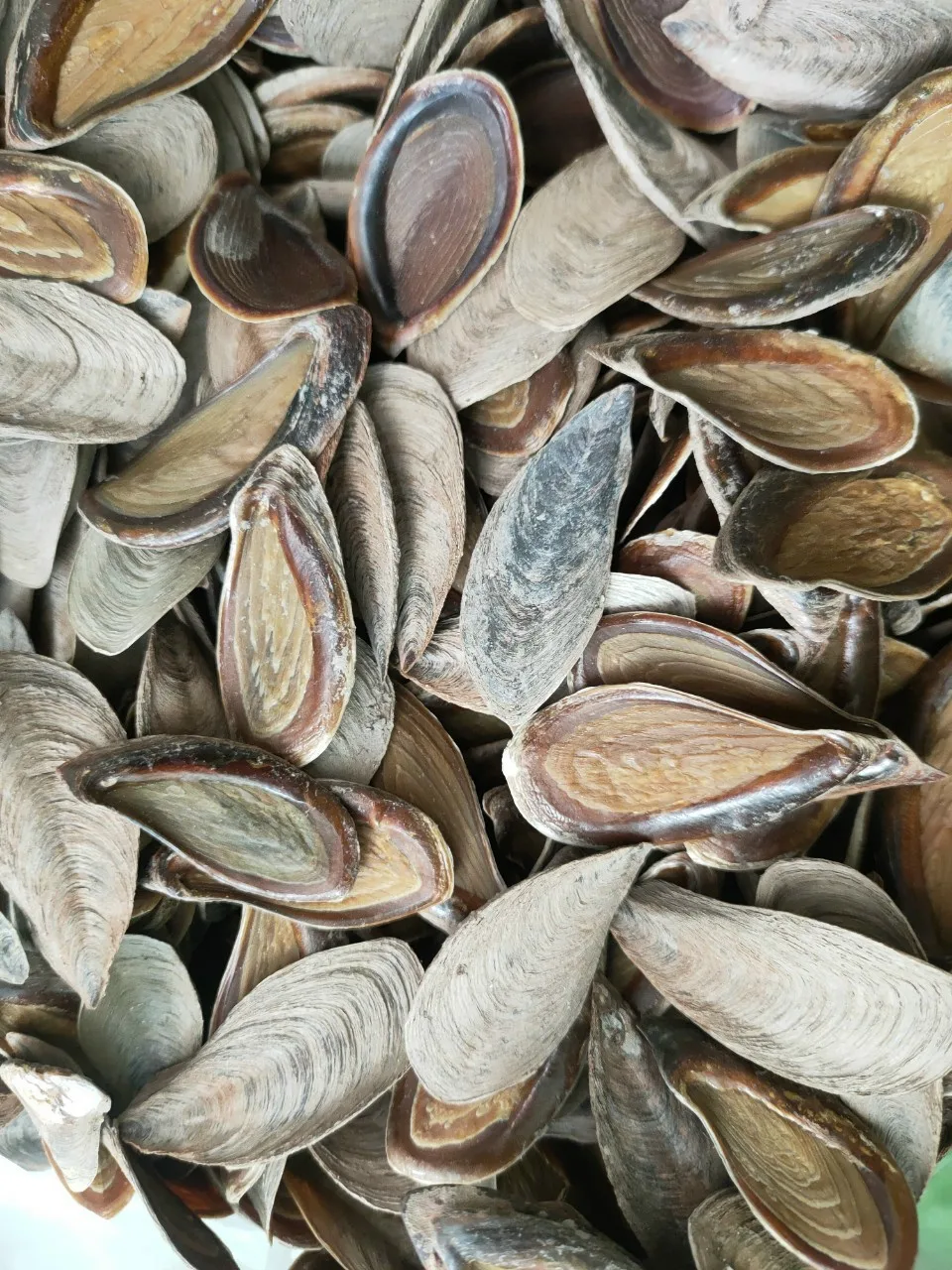 Natural Murex Operculum Seashells / Gastropods Operculum shells Natural