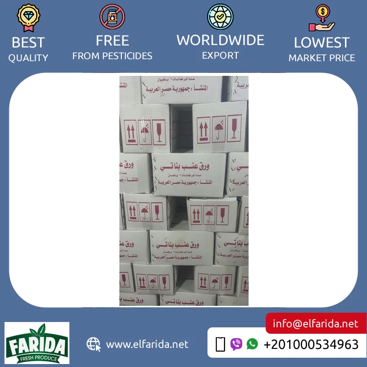 Excellent Quality Best Selling Premium Grade Canned Vegetables Egyptian Grape Leaves in Brine at Wholesale Market Price