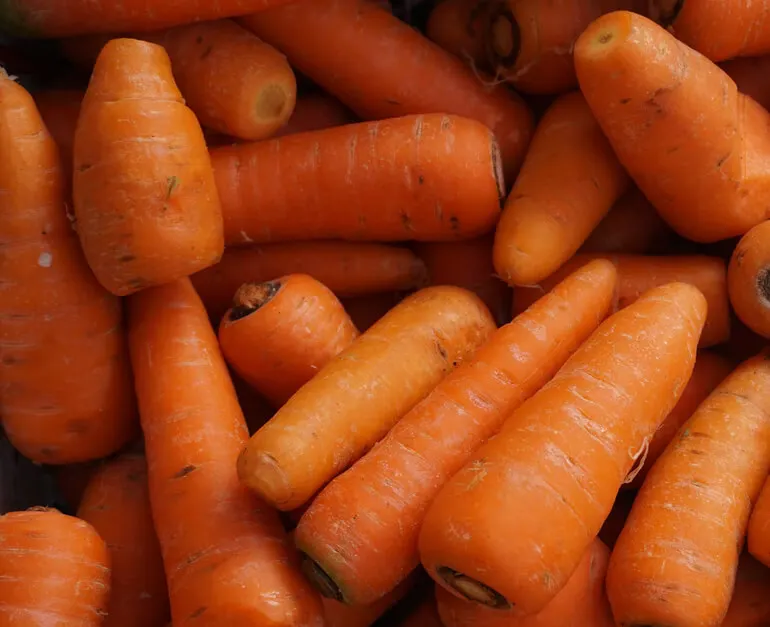 Горячая распродажа! Новый урожай свежих органических овощей оптом, семена картона/моркови, цена моркови оптом на экспорт