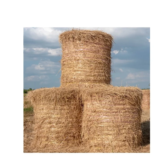 Disease free animal fodder wheat straw hay for sale at low prices