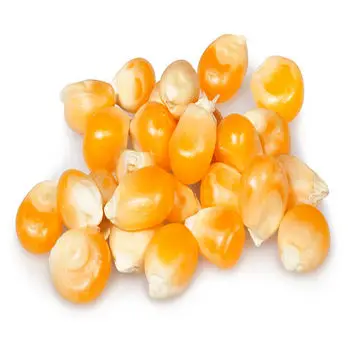 White Corn