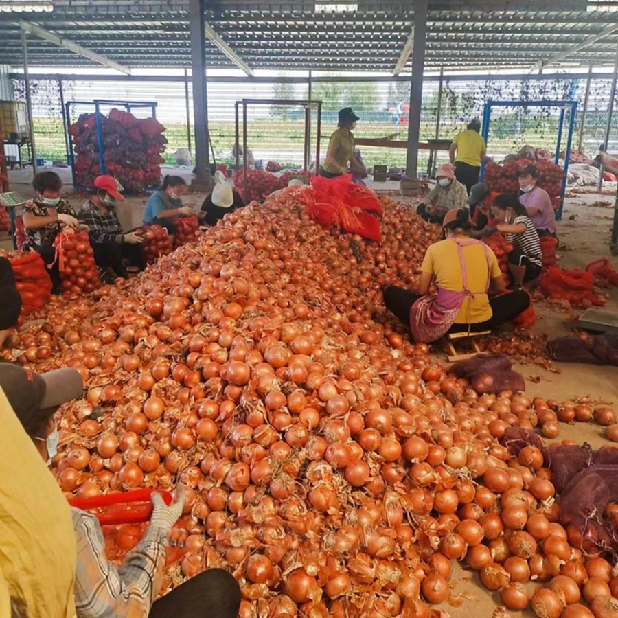 Fresh Red Onions Cheap Price Fresh Onion Wholesale Onion from Pakistan High Quality Natural Round Clean Pakistani 5 Ton 6 Cm