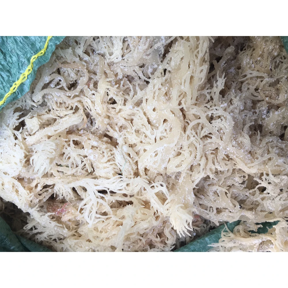High Quality 100% Oragnic Natural Gold Sea Moss/ Irish Moss / Wildcrafted Sun Dried Seamoss From Vietnam