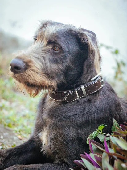 Deluxe Rancher Dog Collar - 32mm - Dark Brown