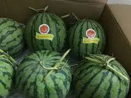 Watermelon Fresh Watermelon vietnam Water Style Organic Weight Origin Type Size Grade Express Product ISO Place Melon PORT