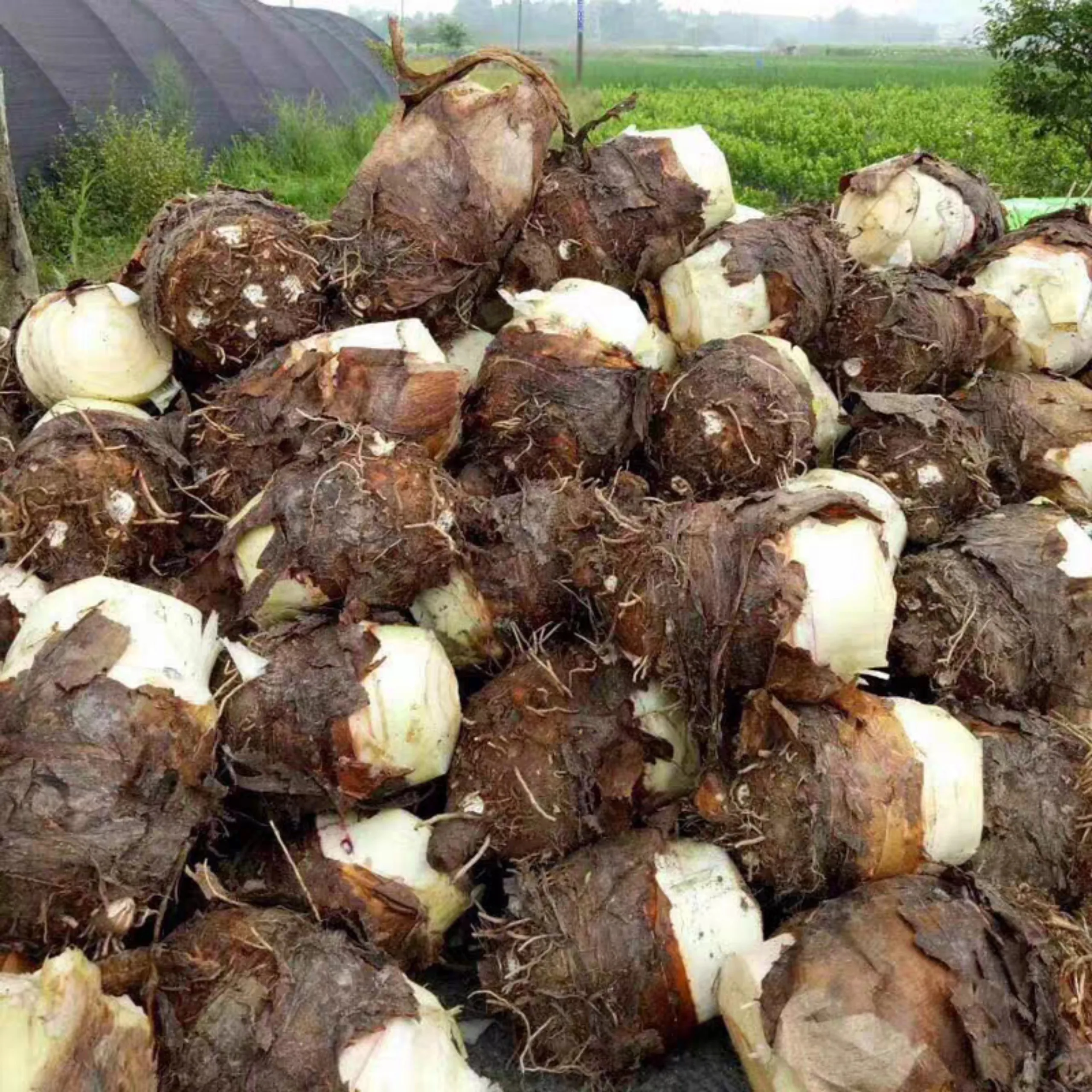 Taro fresh Good quality taro exporter From Vietnam