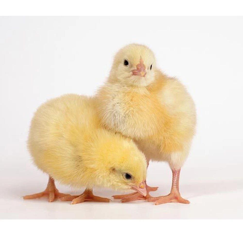 Hot Sale H Type Price Chicken Cage for Day Old Baby Chicks