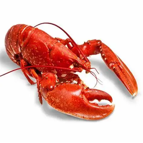 Live Lobster, Spiny Lobster, Frozen Lobsters Bulk Suppliers Box Packaging Natural with 24 Months Shelf Life 5 Cm Mexican Lobster