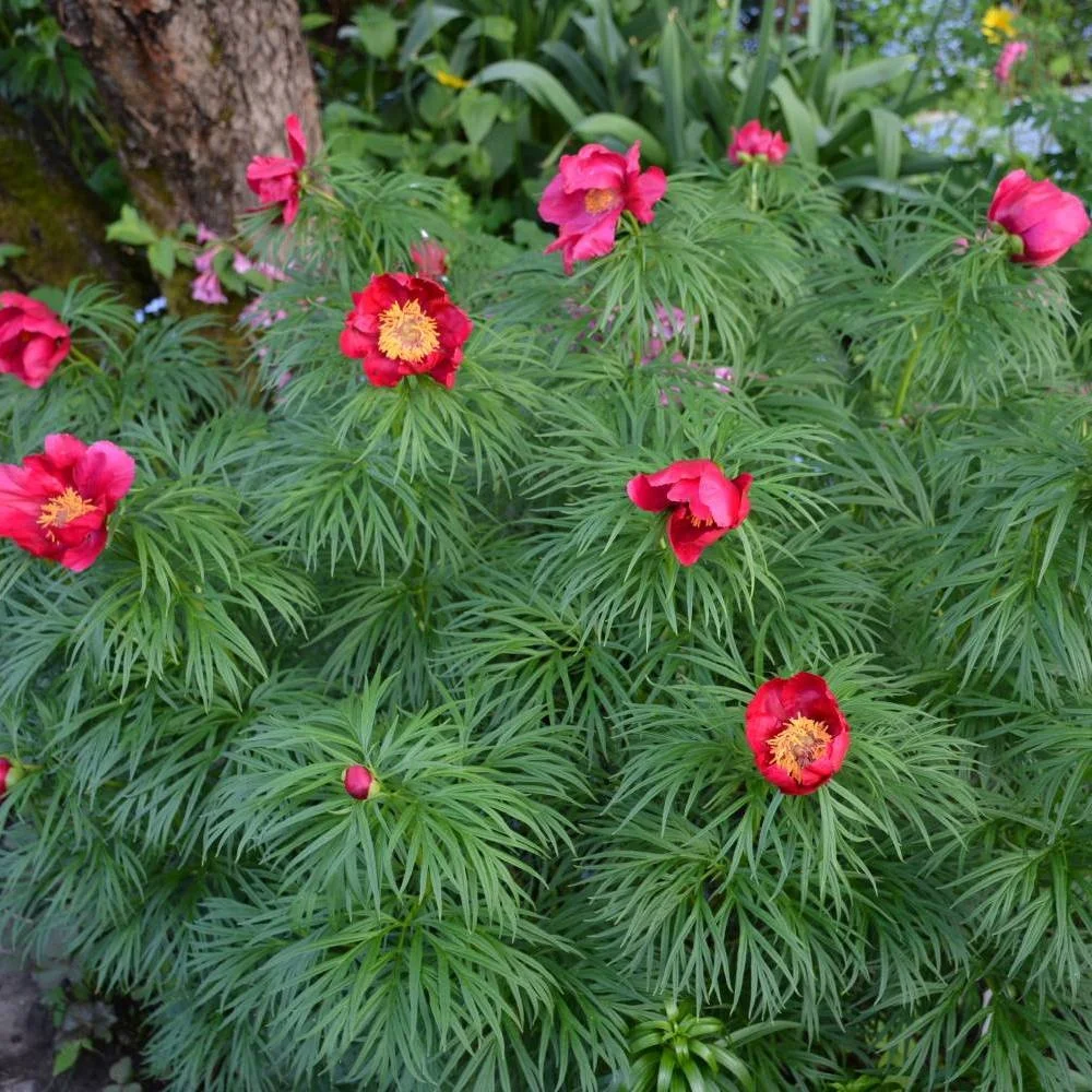 ANOMALA PEONINA (URALS PEONY) ROOTPOWDER/ 100% natural herbal tea herbal coffee fine ground plant powders for health food