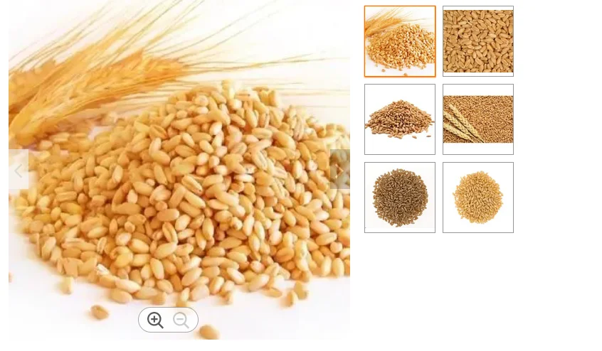 PREMIUM QUALITY whole grain wheat for sale /GradeA Durum Wheat for sale