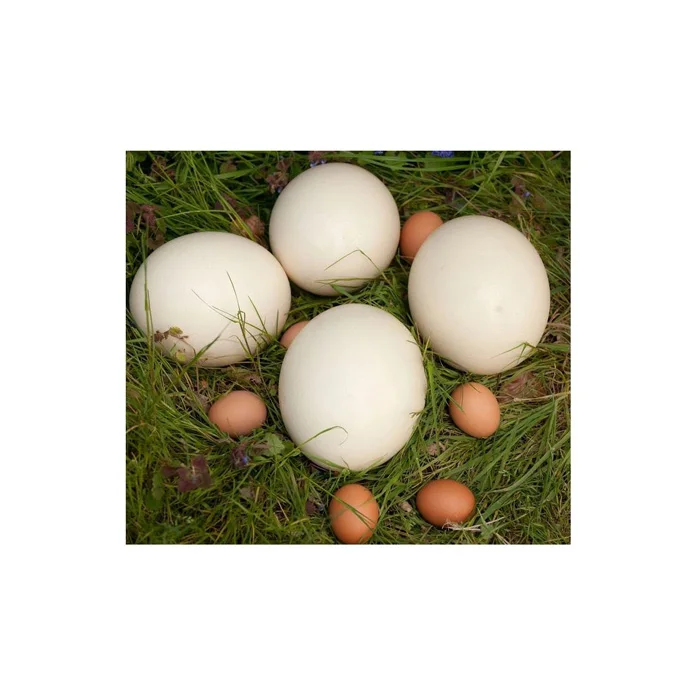 Страусиные оплодотворенные яйца для продажи