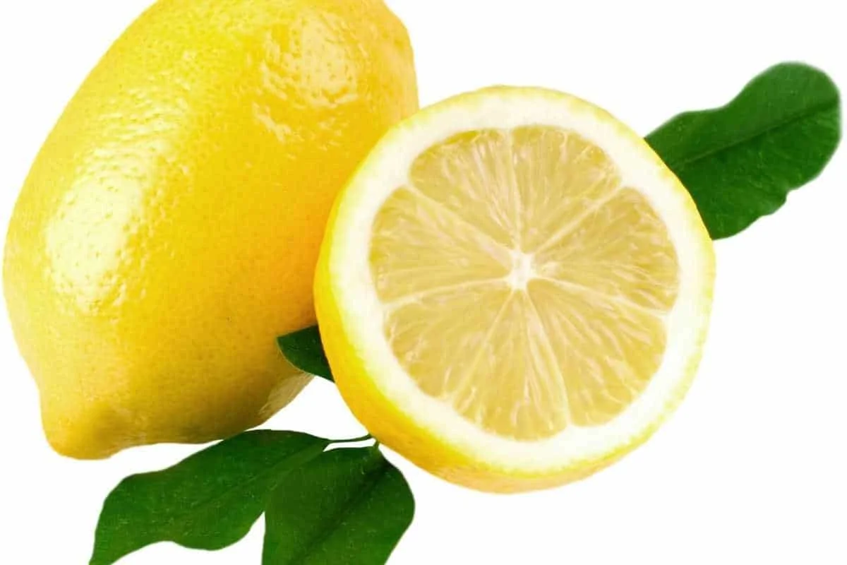 Fresh Lemon Fruits Top Sales Natural Citrus from Egypt Best quality wholesale Lemon Citrus Premium Quality Lemon for sale