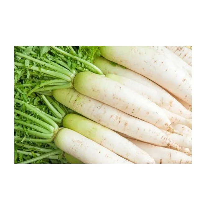 Top Quality Fresh Vegetables Radish For Sale At Best Price
