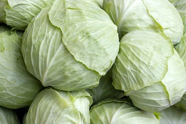 Best Price Fresh Vegetables Common Cultivation Export Quality White Natural Fresh Cabbage From Vietnam