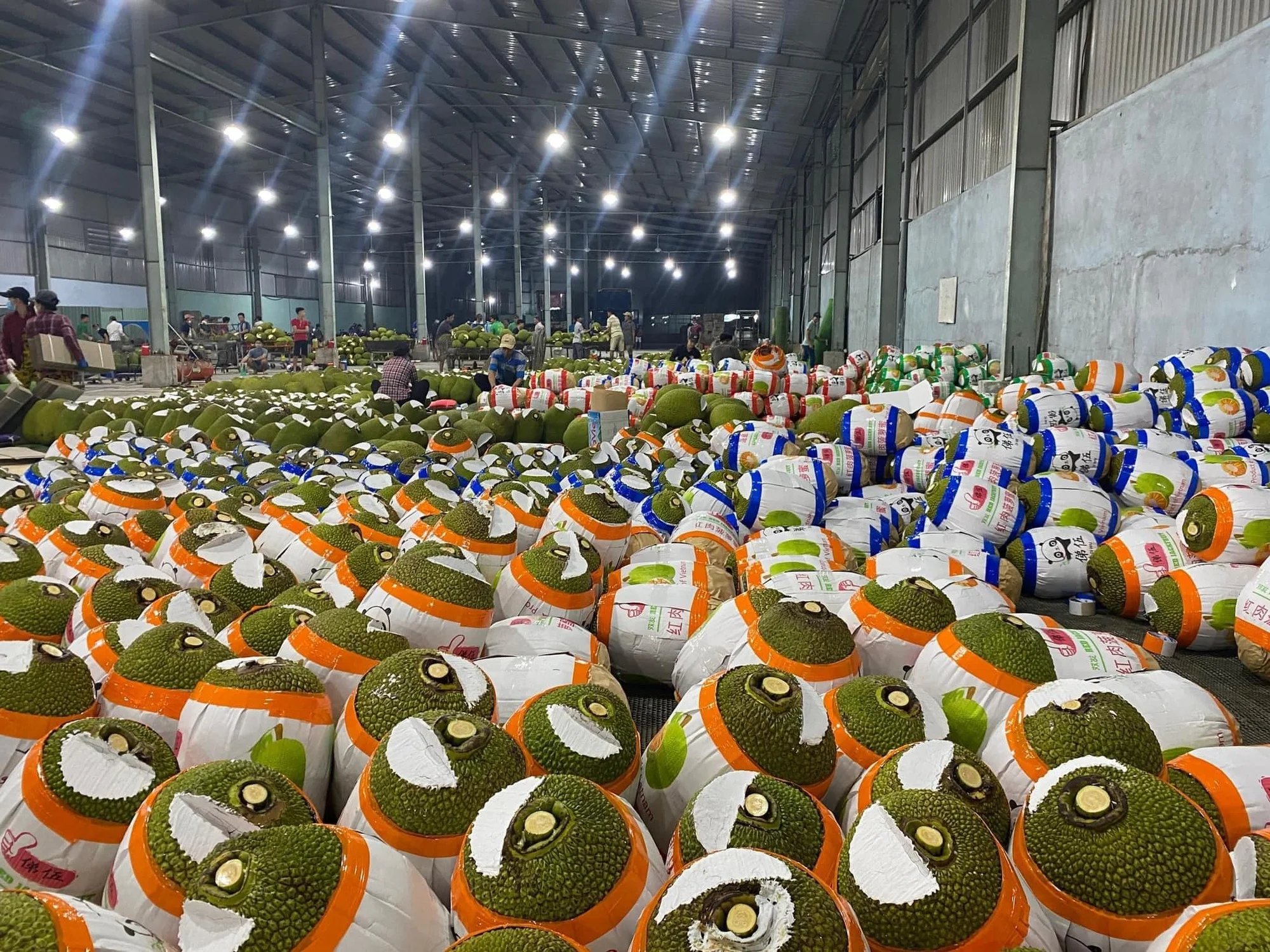 Wholesale Jackfruit Manufacturer in Vietnam- Jack fruit with Best Price