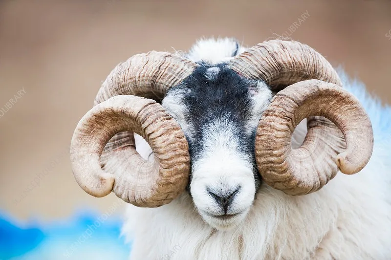 Natural Crafts Ram Horn Sheep Horn  Jewish Religious Purposes Best Quality Ram Shofar Horns by sheeri handicraft