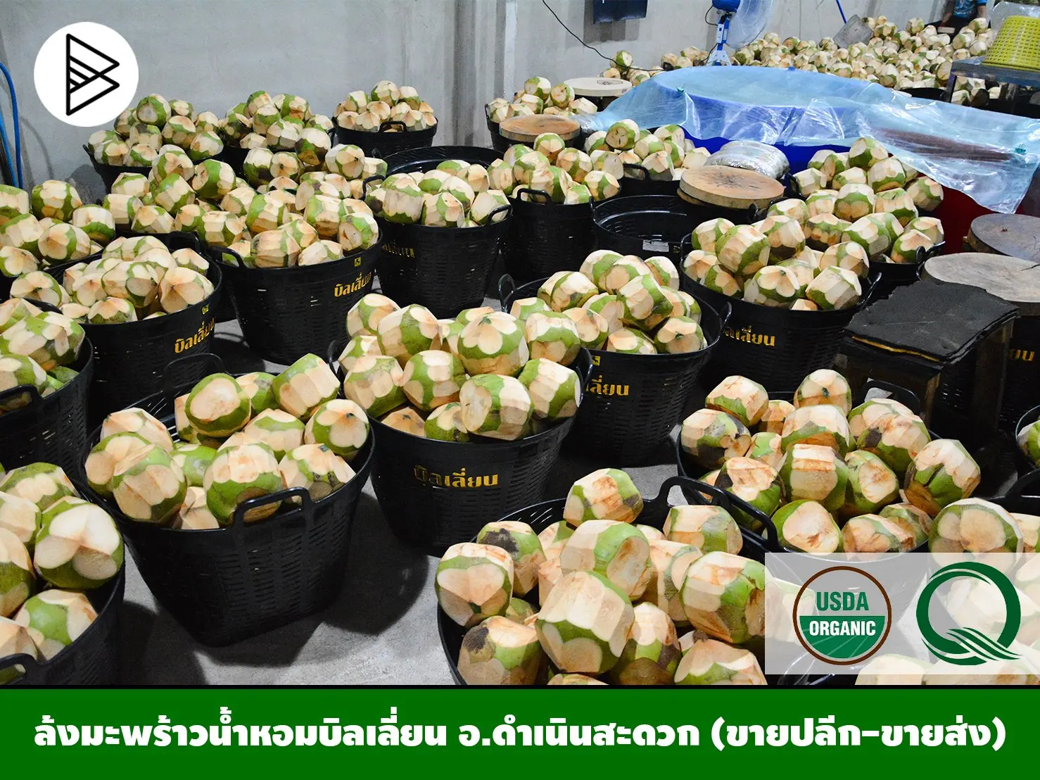 Молодой кокосовый тропический фрукт горячая цена отличный сорт продукции качественный чистый напиток из