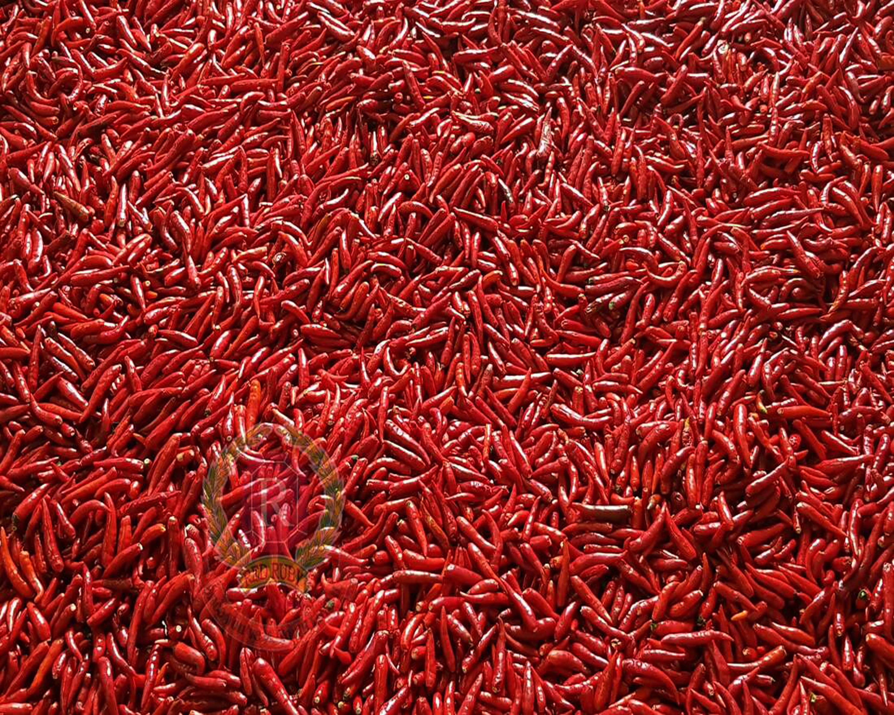 Red Chilli Pepper