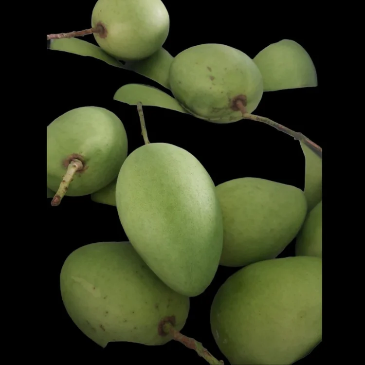 Vietnamese Cat Chu Mango Good For Healthy Fresh Export Purchase Carton Packaging Vietnam Trading