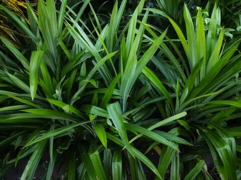 Pandan leaves
