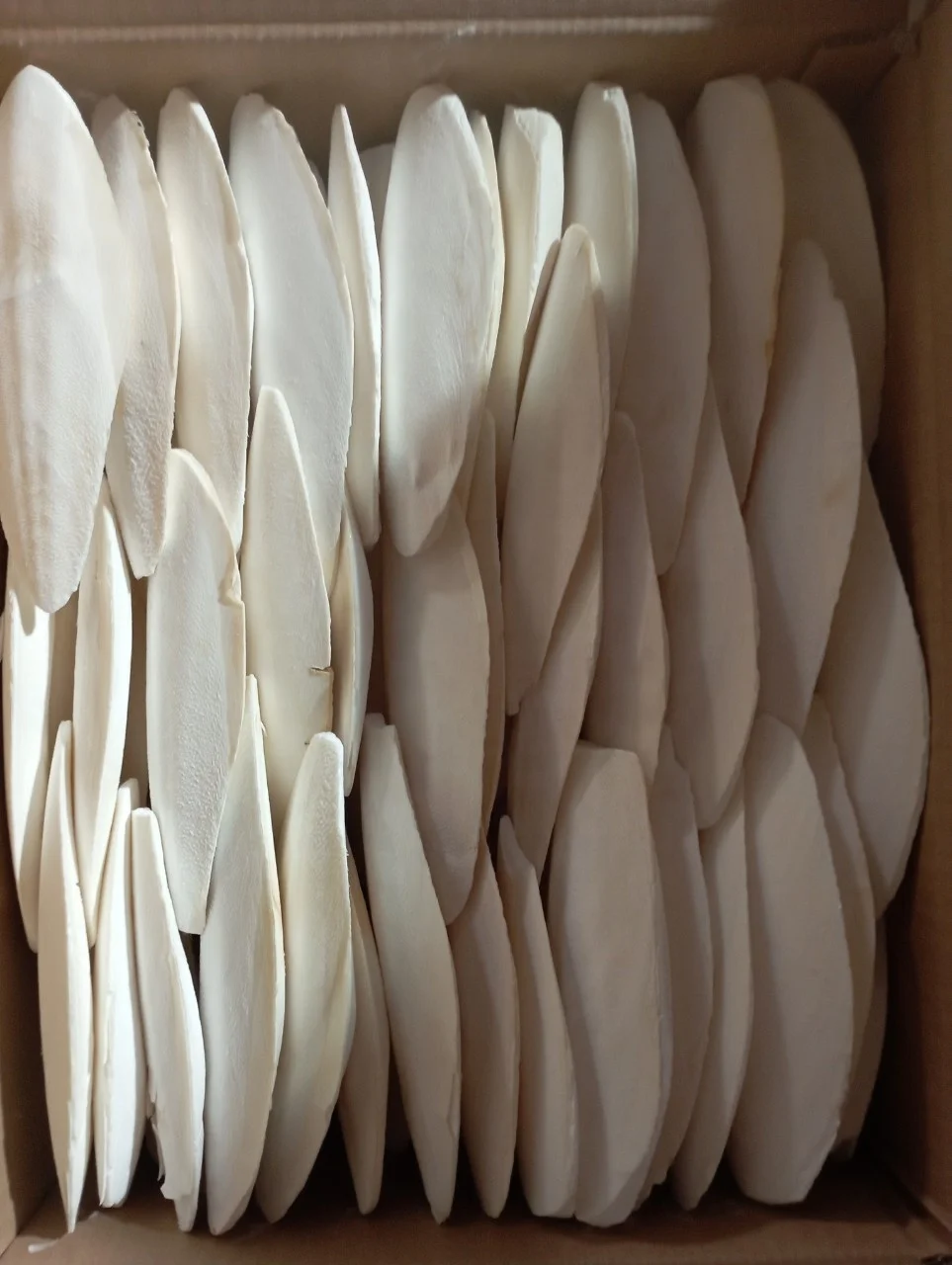 Cuttlebone Material Dried Cuttlefish Bone Or Dried Cuttlebone Best Quality For Sale From Vietnam
