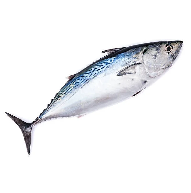 Cheap Price Supplier From Germany IQF belted bonito/striped tuna frozen bonito fish size 1-2kg At Wholesale Price