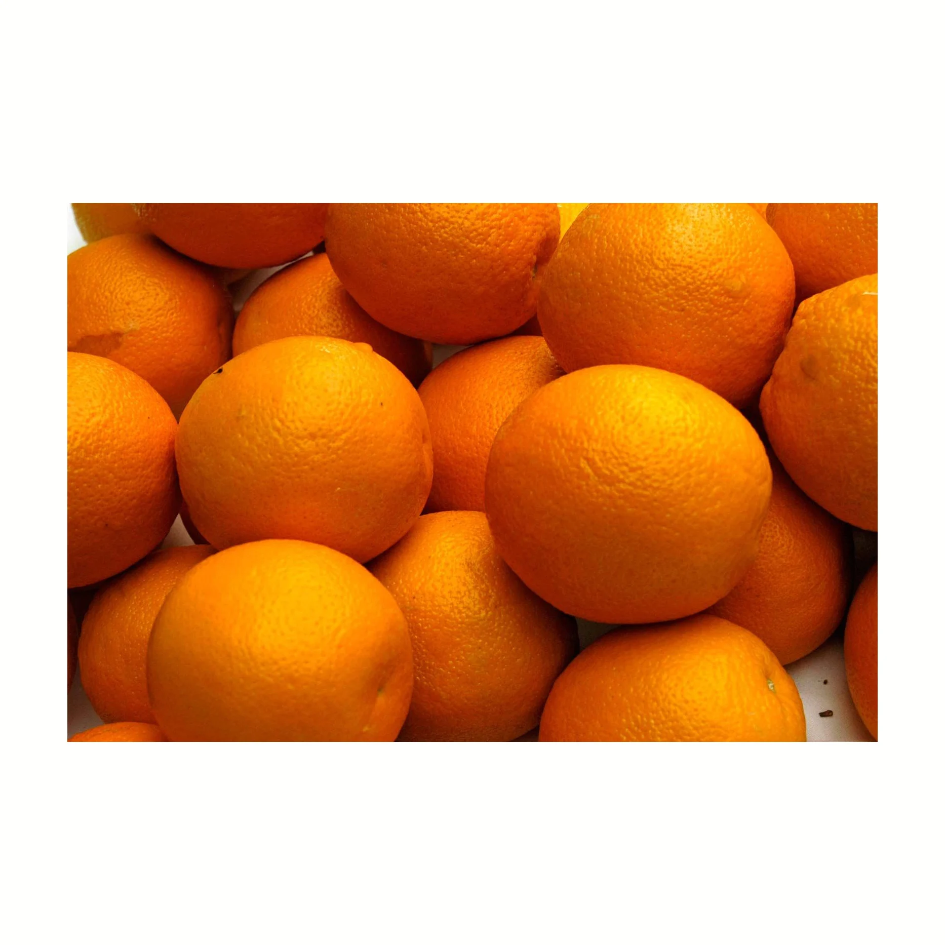 Oranges Fresh Produce Citrus Fresh Fruits bulk orange fresh citrus fruit