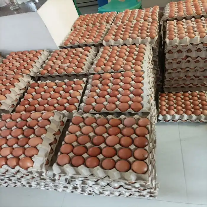 Large Fresh Brown 30 Eggs per Paper Tray /Fresh Brown Eggs 12 Trays per Carton  Wholesale Price / OEM