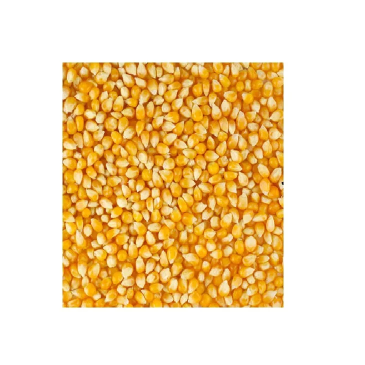 Top Quality Yellow Maize Broken Feeds At Wholesale Prices From India