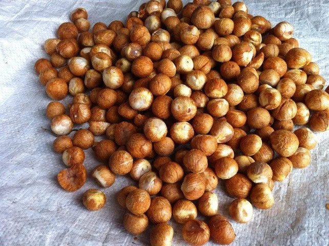 DRIED BETEL NUT WITH HIGH QUALITY , BEST PRICE EVER FROM VIET NAM