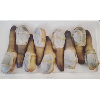 Live geoduck clam