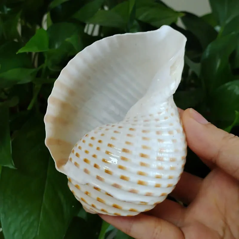 Spotted Tun Shell Natural Seashell for Coastal Home Decor and Marine Life Collections Blue Lotus 2024