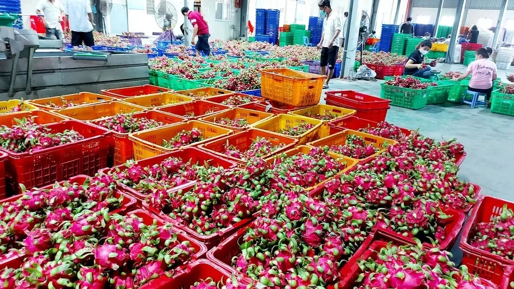 dragon fruit price dragon fruit tree